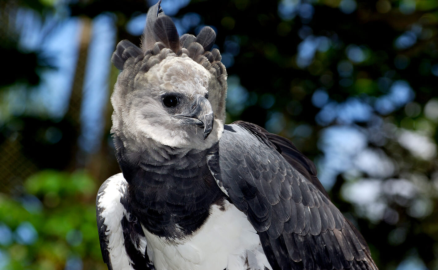harpy eagle