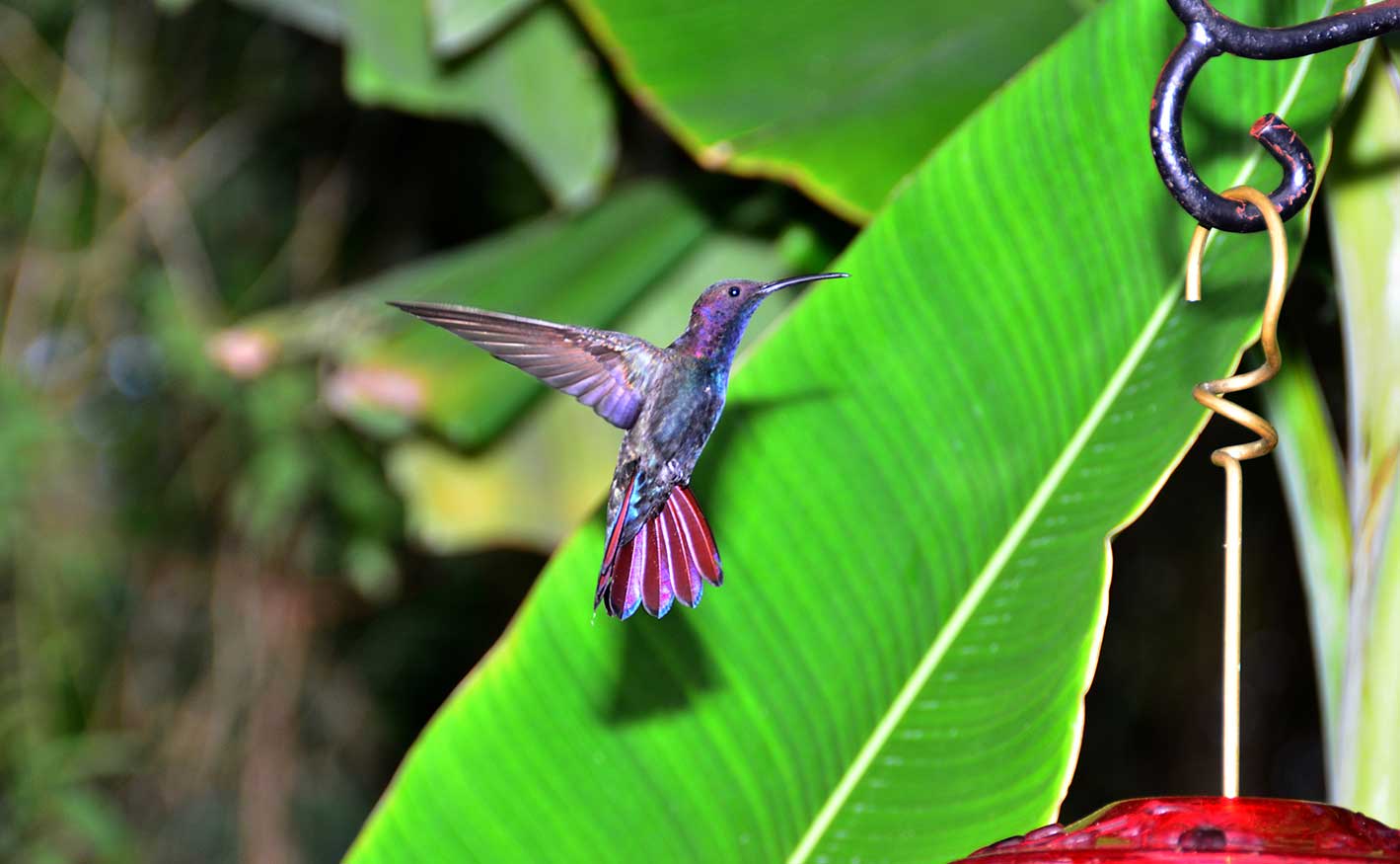 Rocklands Bird Sanctuary