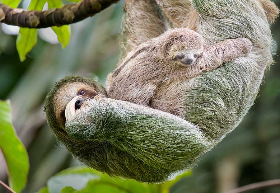 Con exuberante naturaleza y fuerte compromiso ambiental, el país centroamericano es el destino perfecto
                        para los amantes del ecoturismo