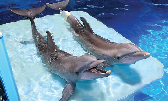 Clearwater Aquarium