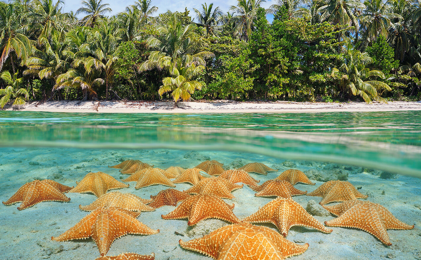 Playa estrella de mar en el Caribe