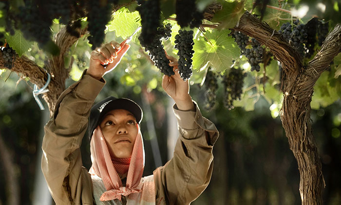 Vinícola Zuccardi