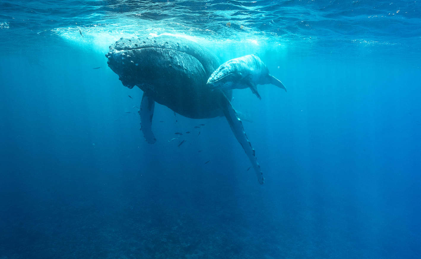 Avistamiento de ballenas Jorobadas en Manta