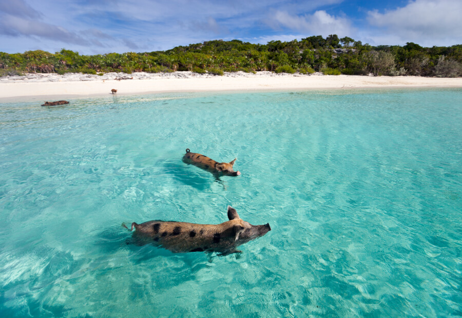 DESCUBRIENDO LAS BAHAMAS